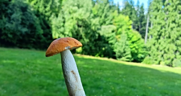 Houbařský víkend na Javorníku